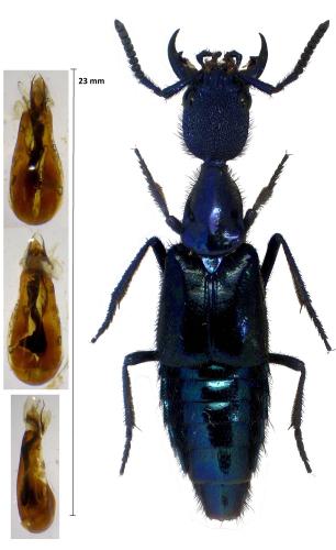 Réf. 311 676 : Plochionocerus fulgens
